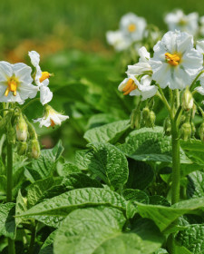 Kartoffeln im Kübel selber anbauen und ernten